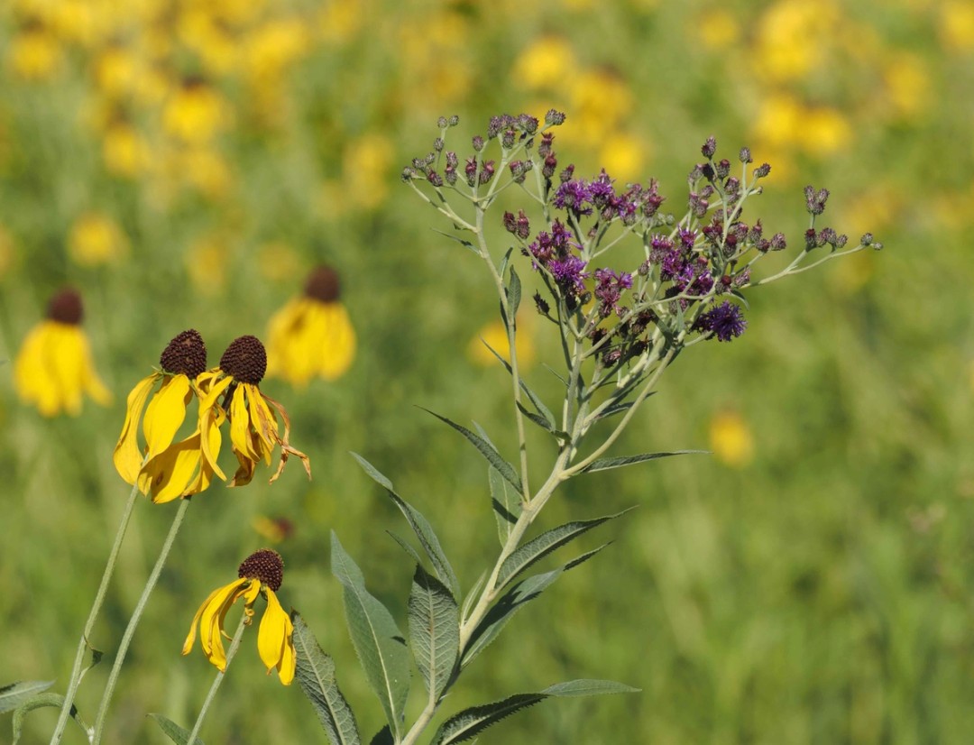 With Ratibida pinnata