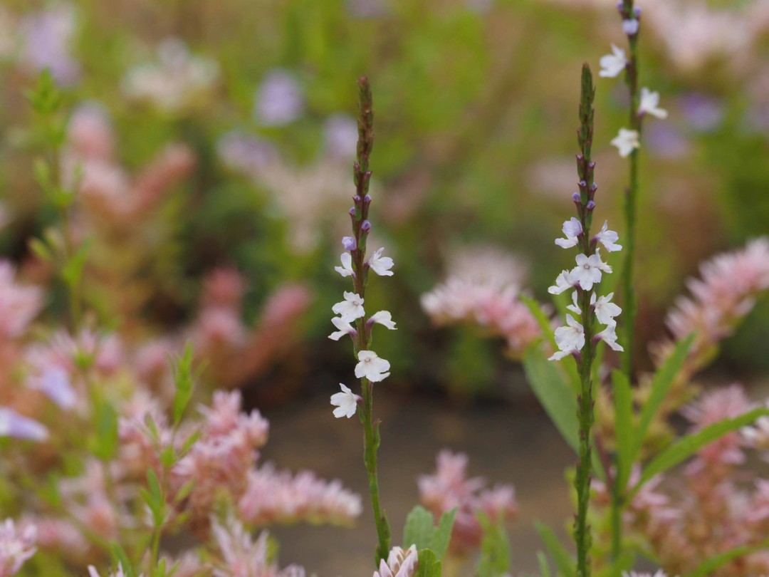 with Sedum pulchellum