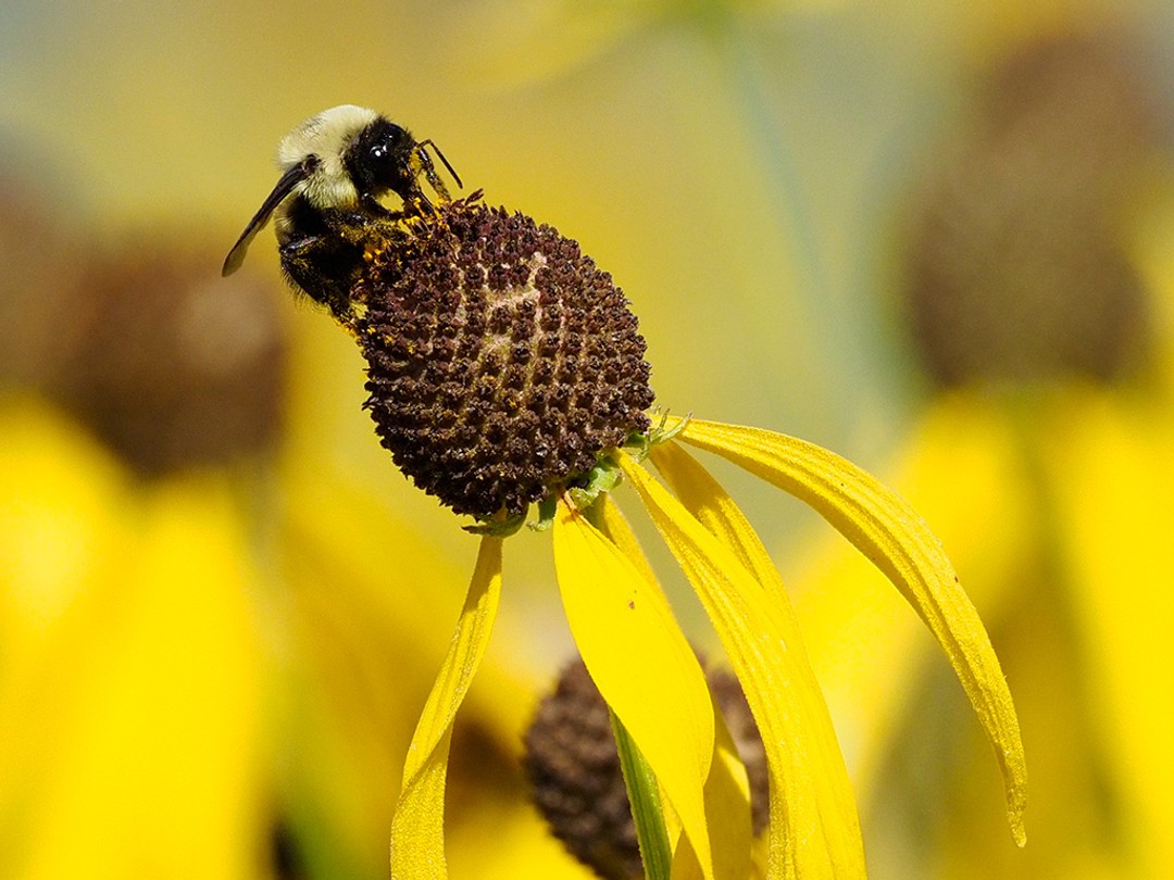 Brown-belted Bumble Bee