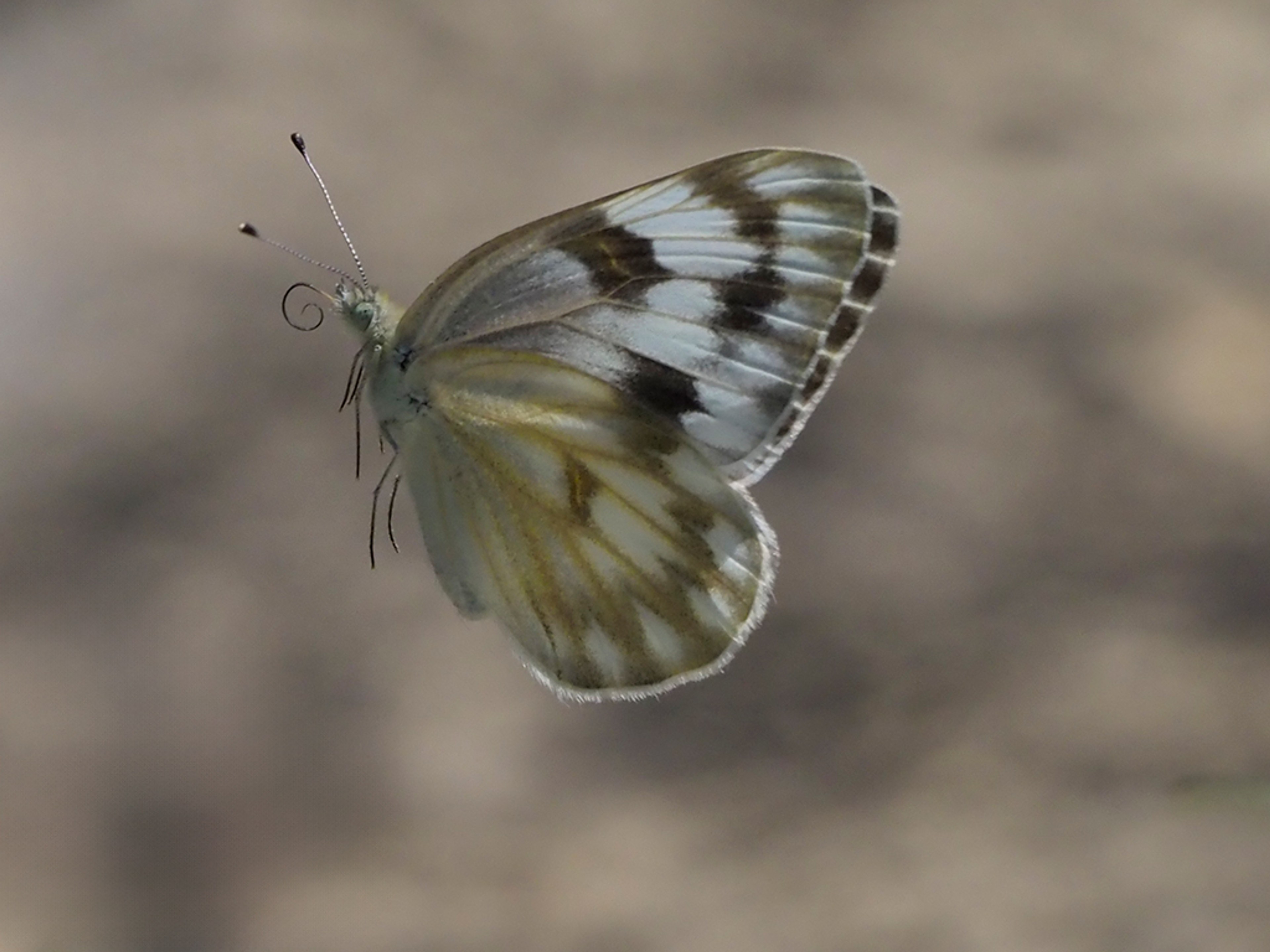 Pontia protodice butterfly