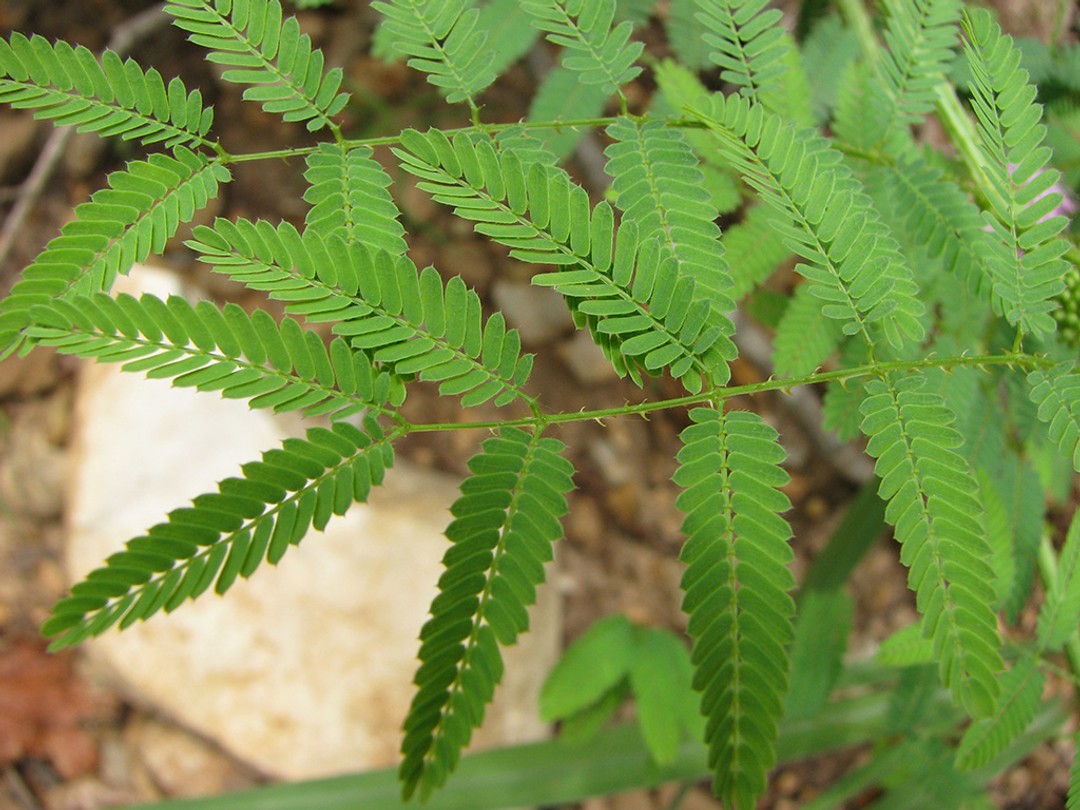 Bipinnate leaf blades