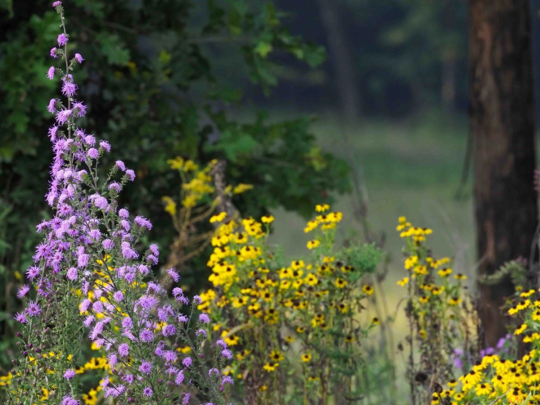 Savanna blazing star