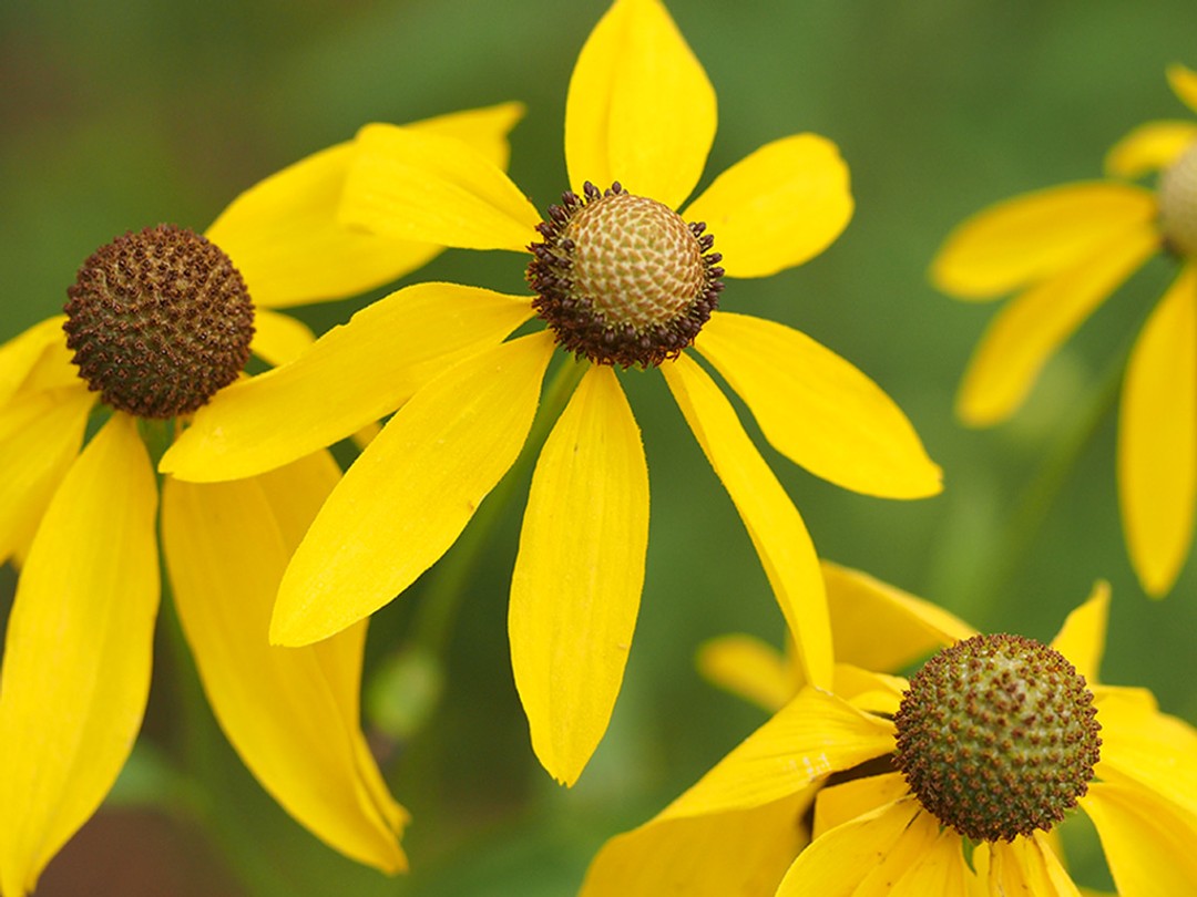 Disc flowers in varying stages