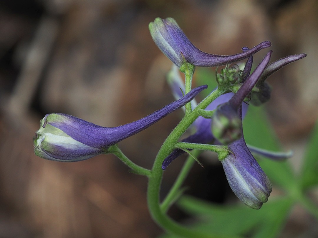 Buds with dolphin shape
