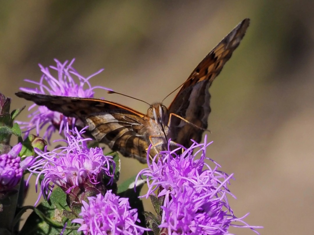 Variegated fritillary