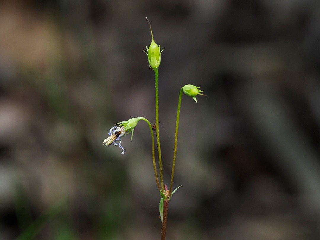 Developing seed pods
