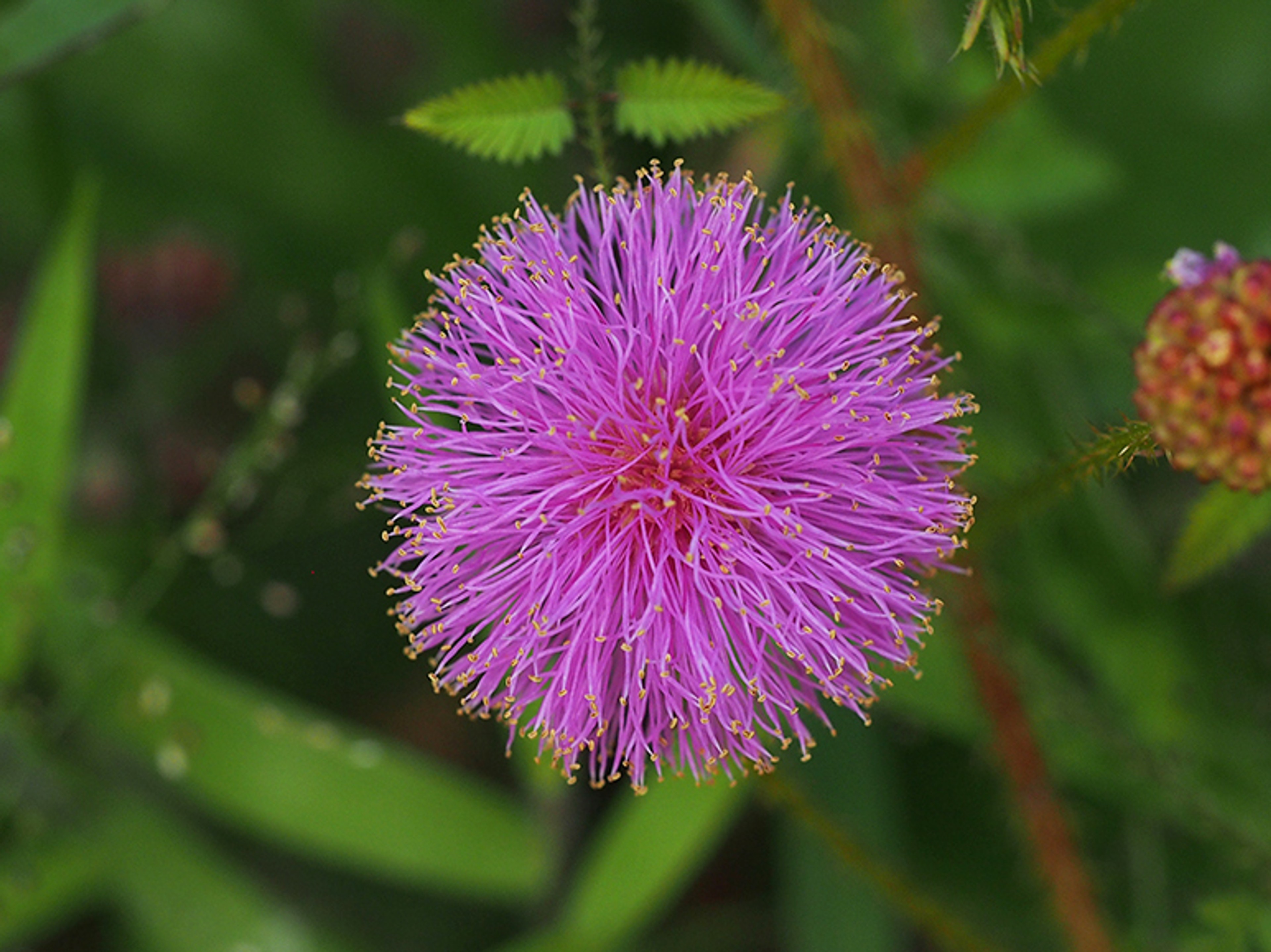 Mimosa quadrivalvis