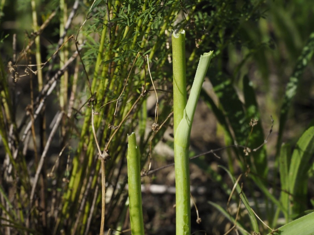 Stems have been foraged by deer