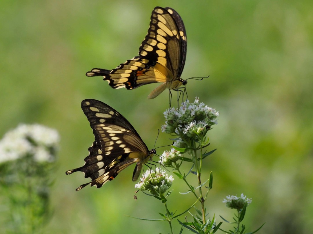 Giant swallowtails