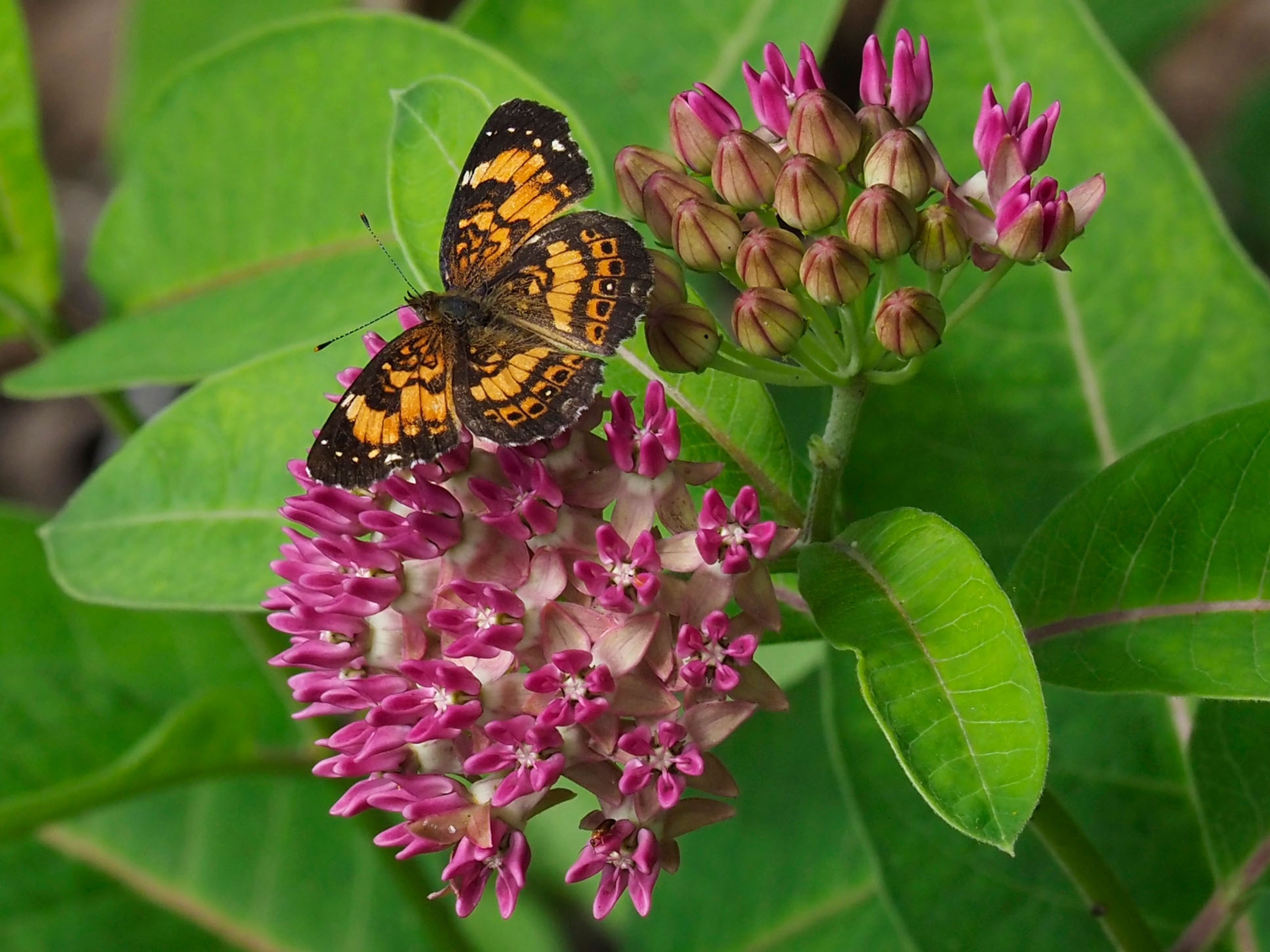 Silvery checkerspot butterfly
