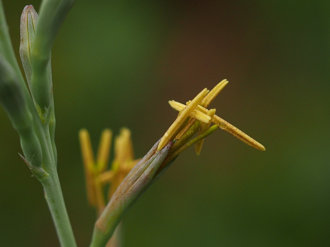 Flower with anthers in a side view