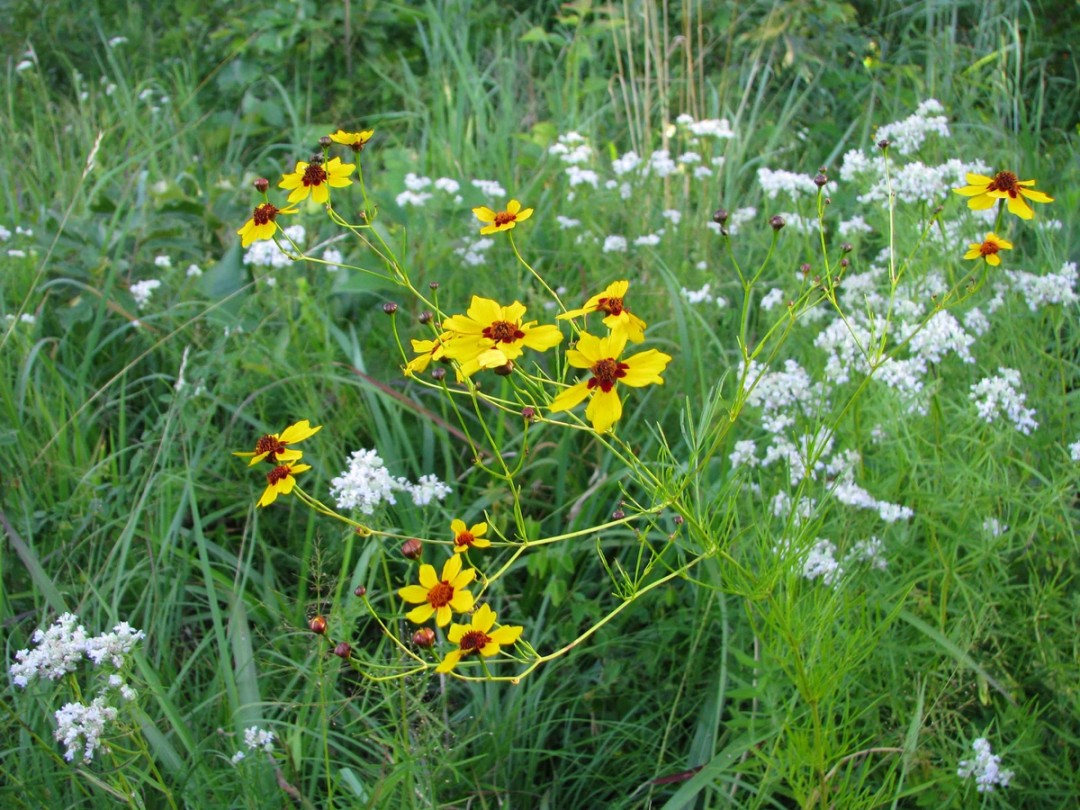 with Coreopsis tinctoria