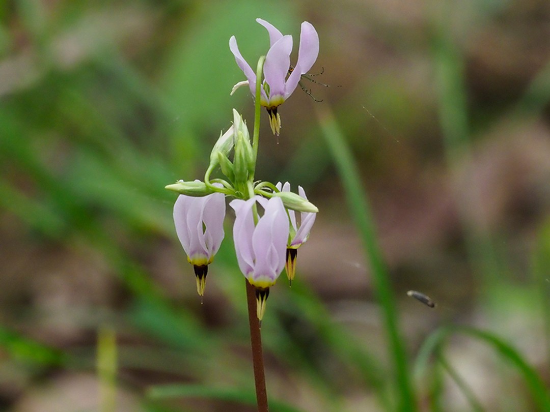 Buds and flowers