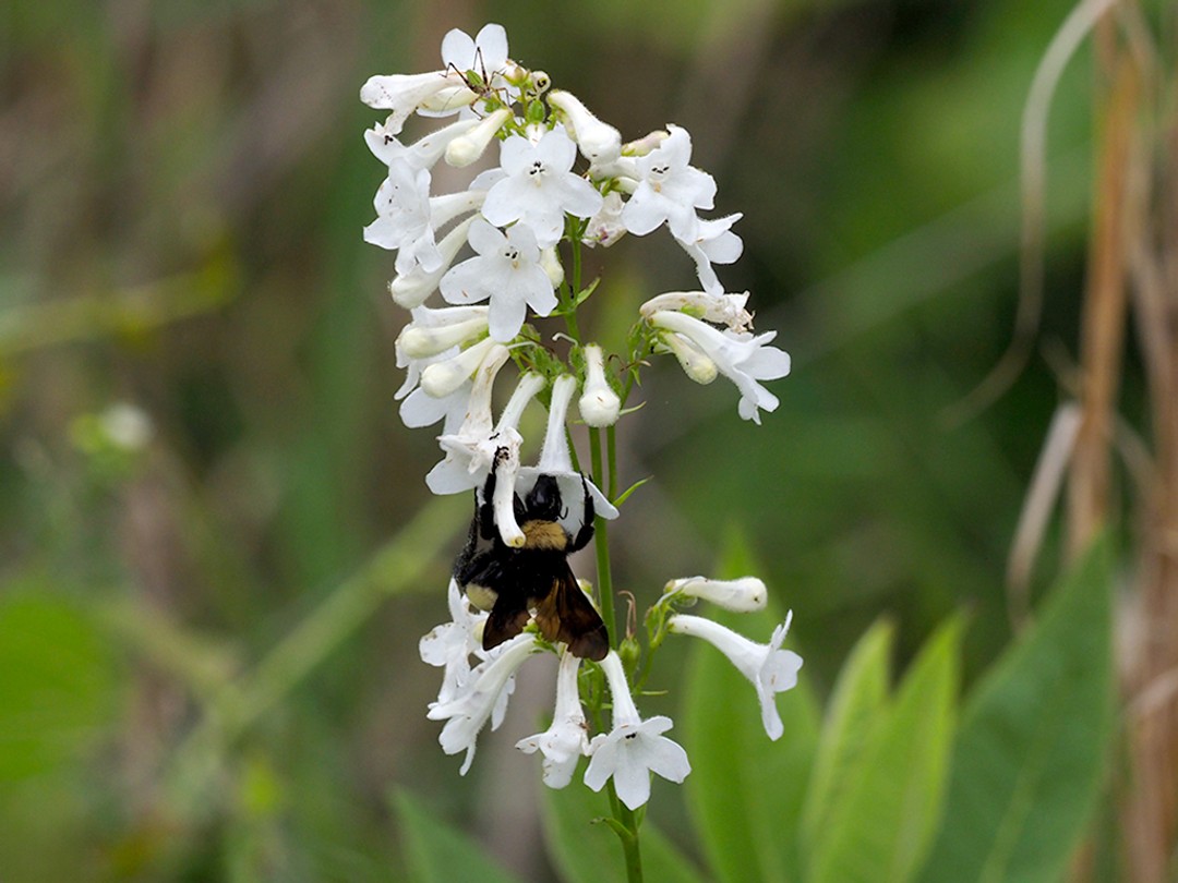 Bombus pensylvanicus 