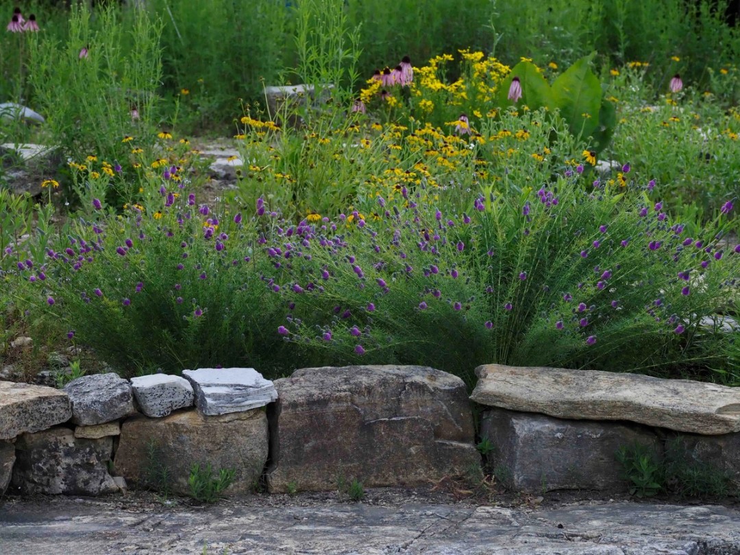 Glade 'garden' habitat