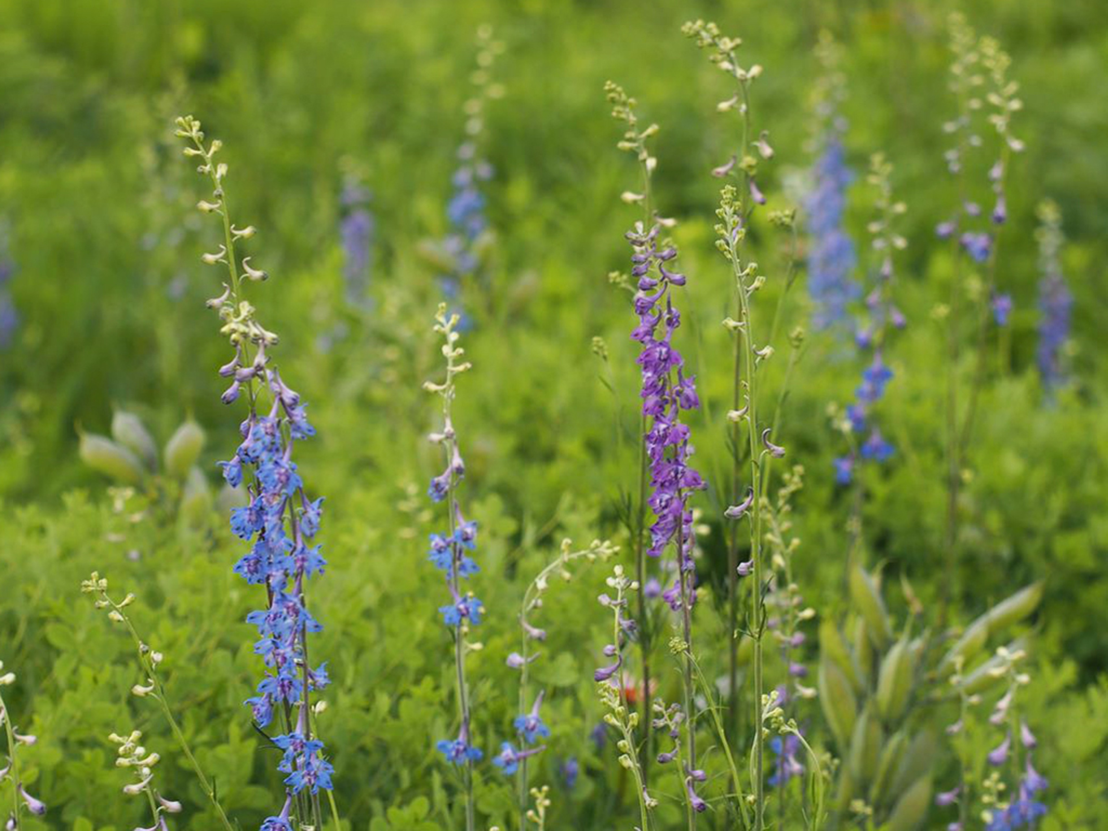 Color variation of violet purple flowers