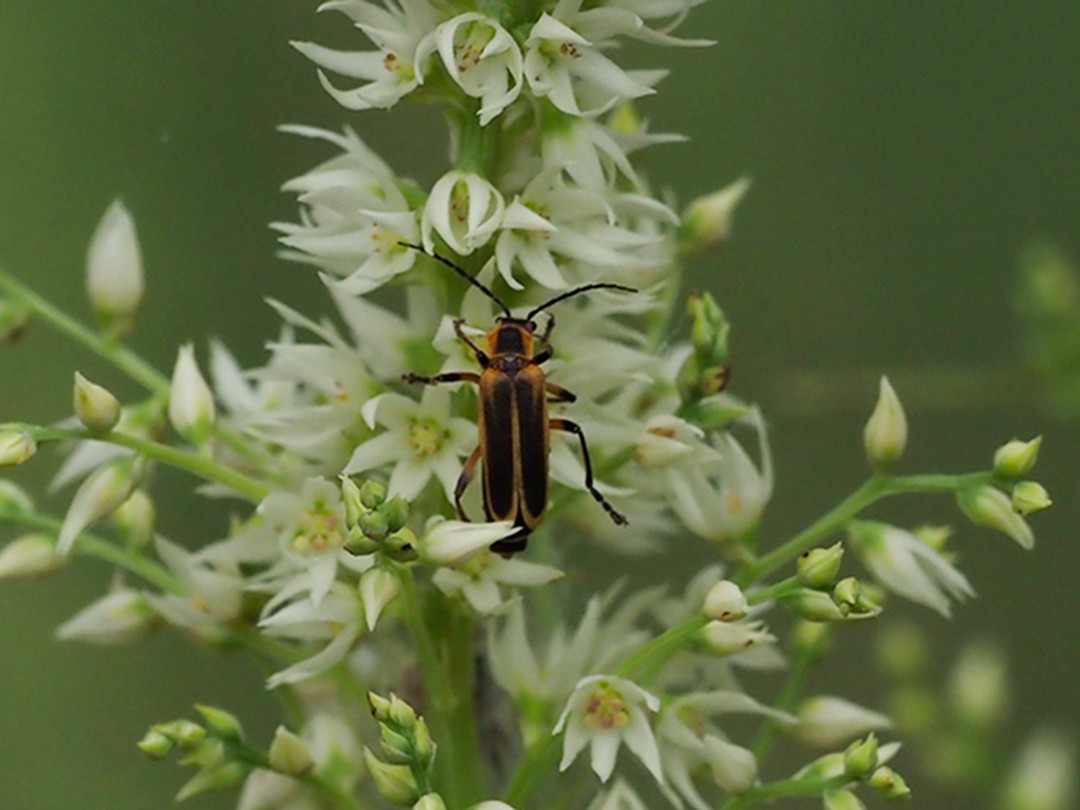 Soldier Beetle