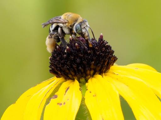 Long-horned bee (Tribe Eucerini)