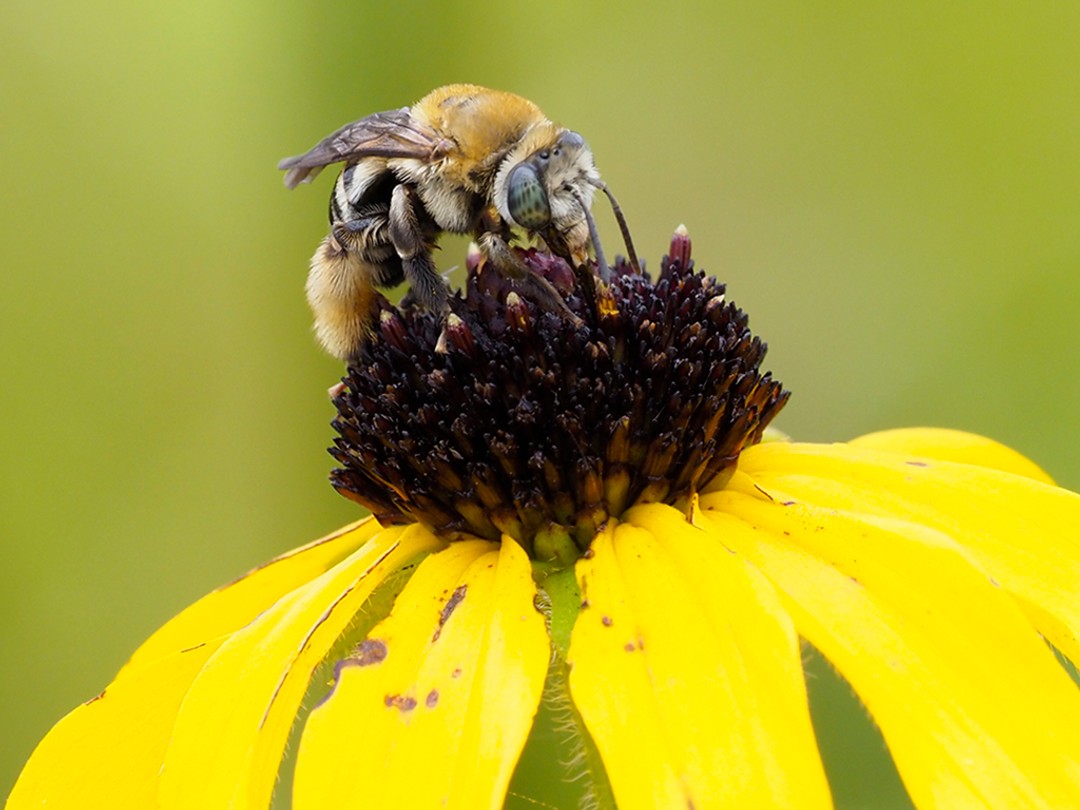Long-horned bee (Tribe Eucerini)