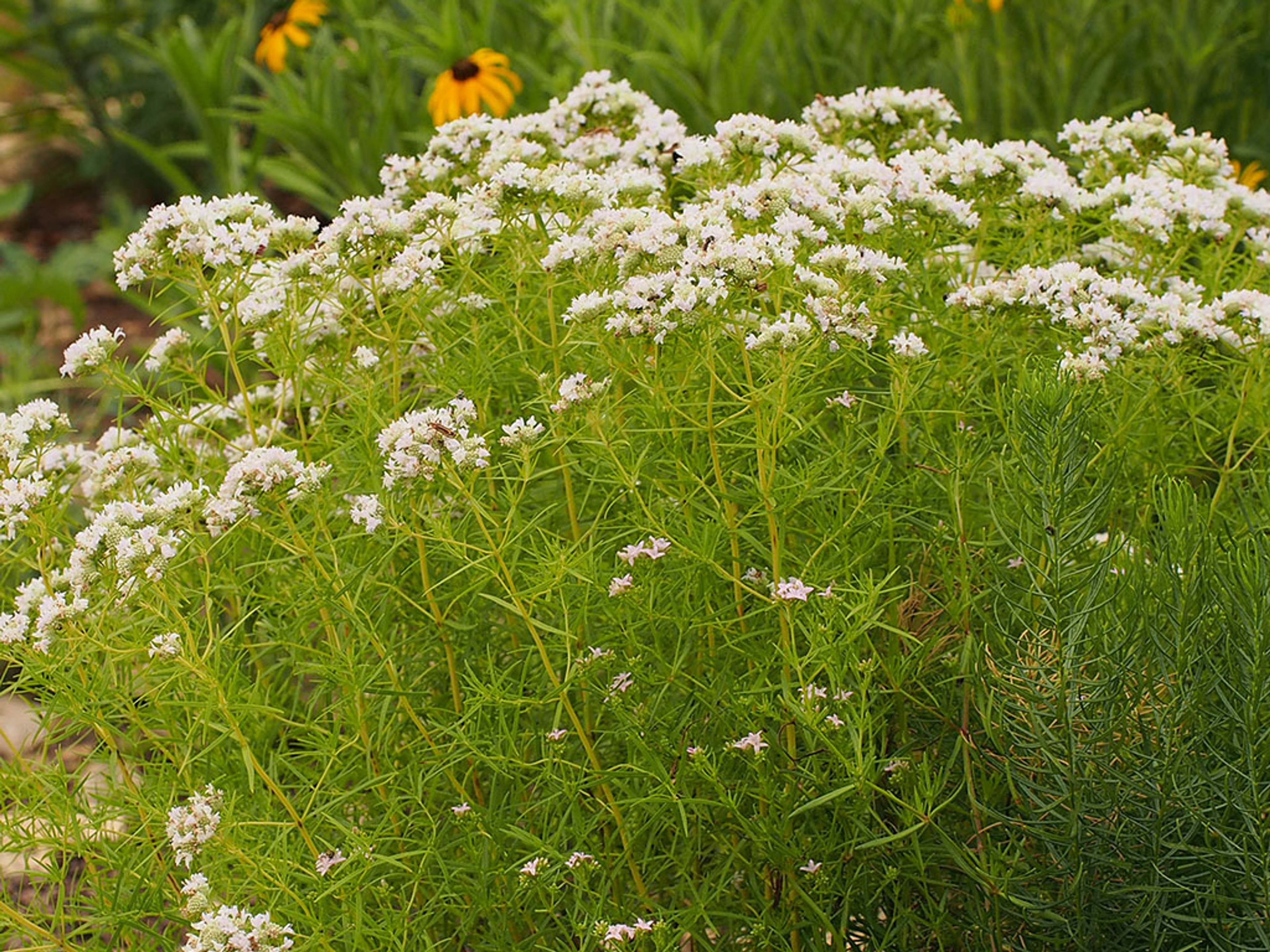Pycnanthemum tenuifolium