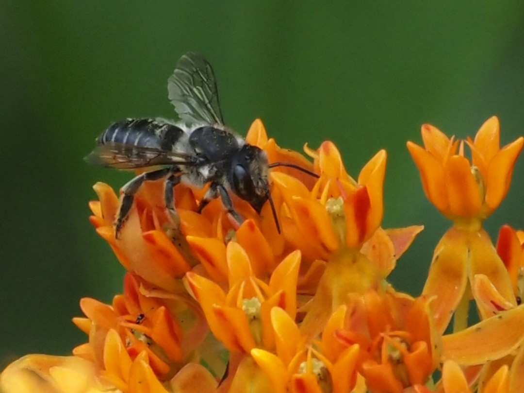 Leafcutter bee