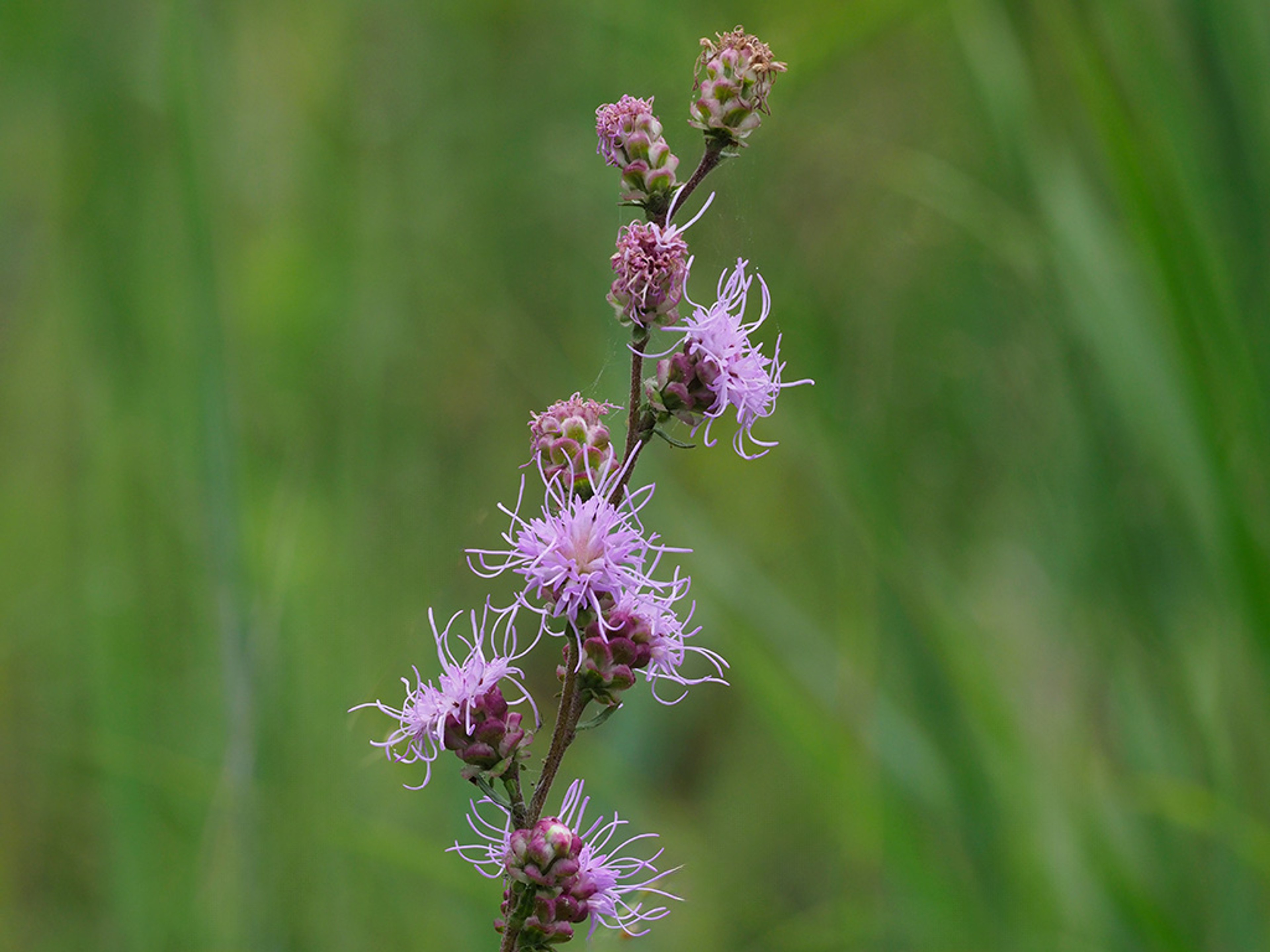 Liatris aspera