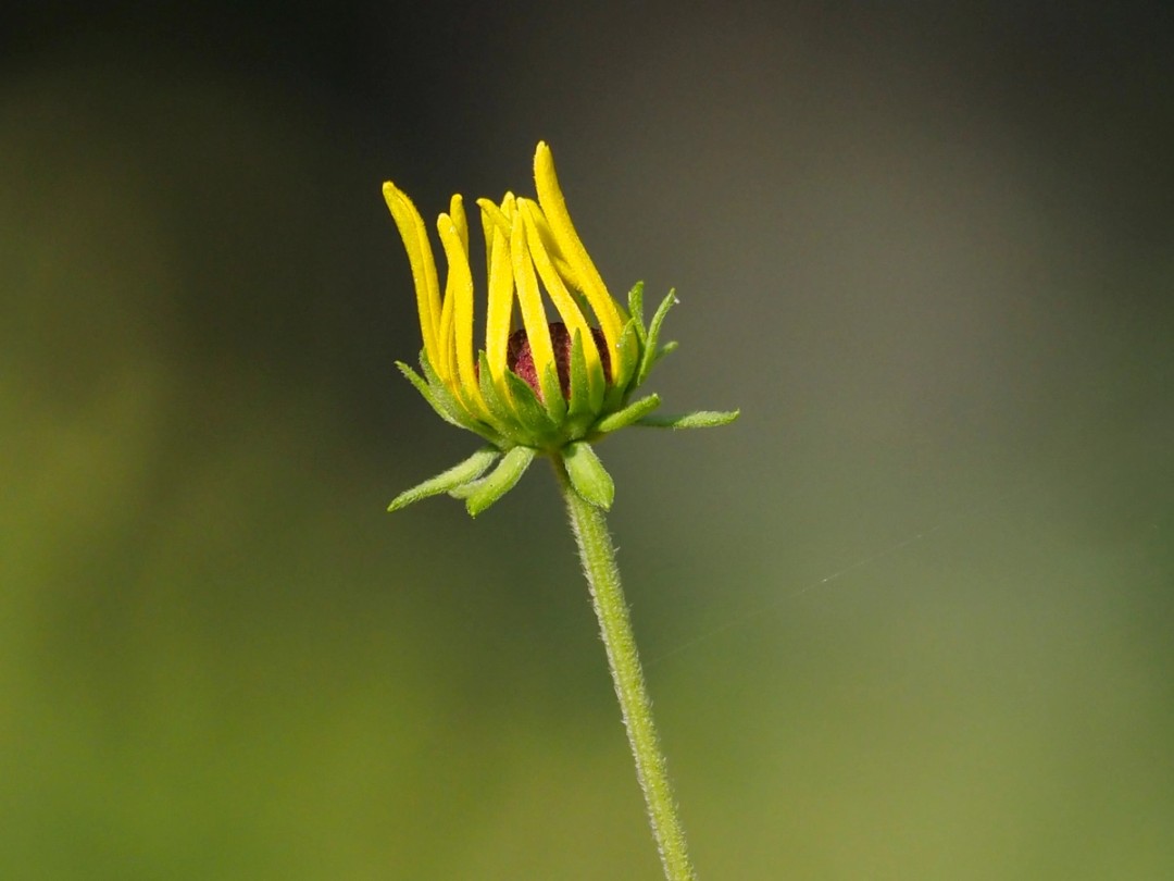 Overlapping bracts (phyllaries) 
