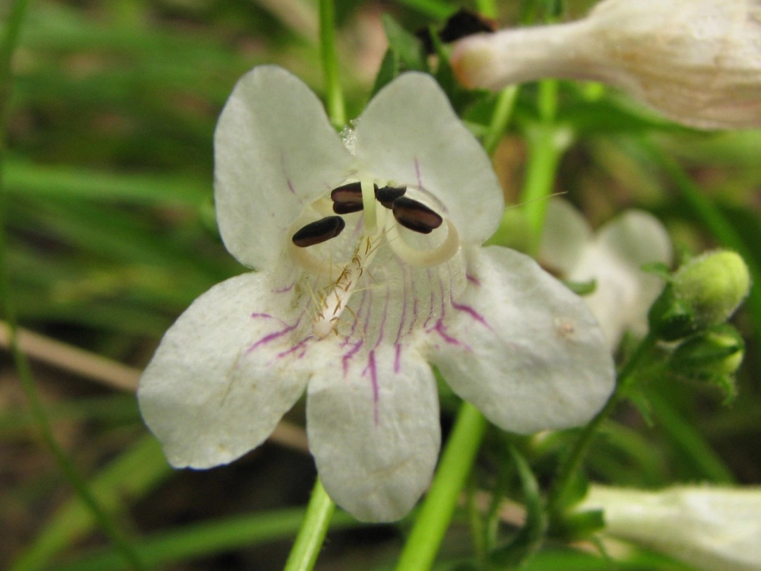 Penstemon pallidus