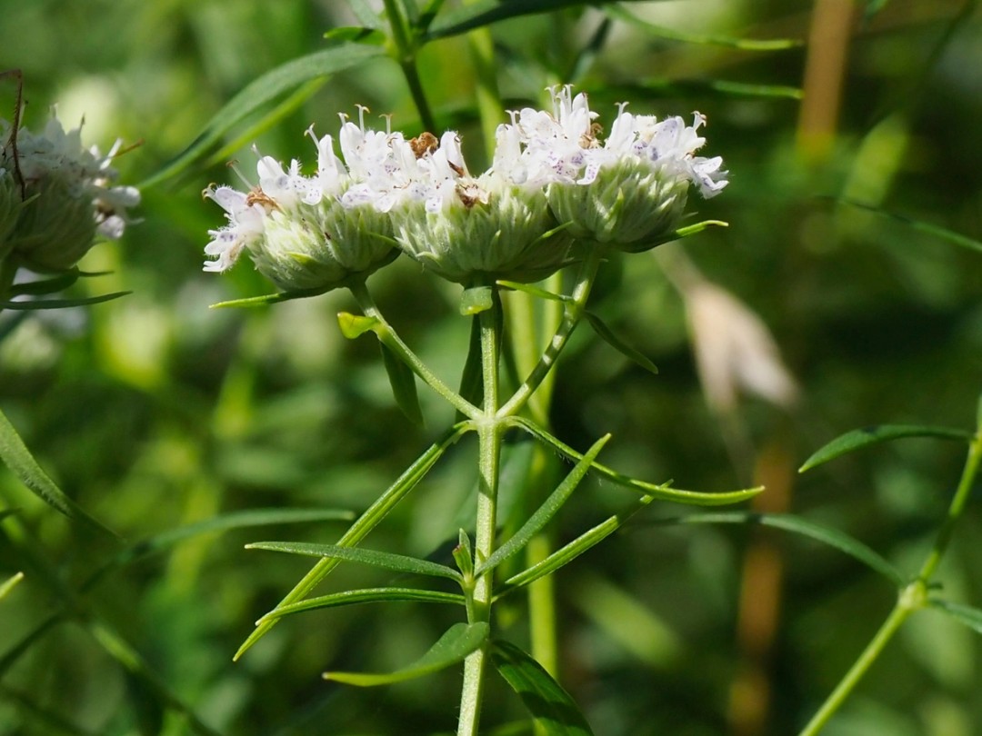 Narrow, opposite leaves