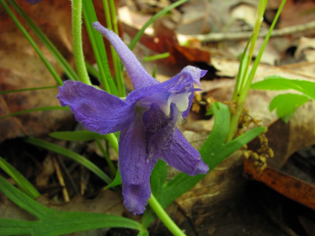 Sepals with 'dimple' near tip