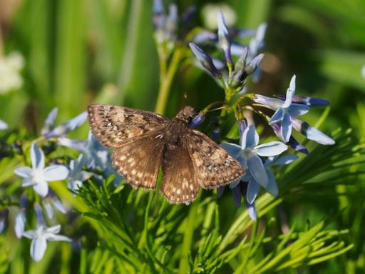 Duskywing butterfly visiting Amsonia ciliata flowers