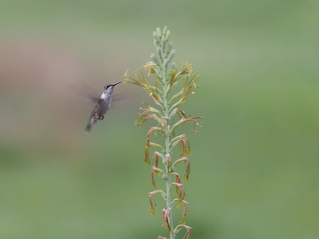 Ruby-throated hummingbird hovering over Manfreda virginica flowers