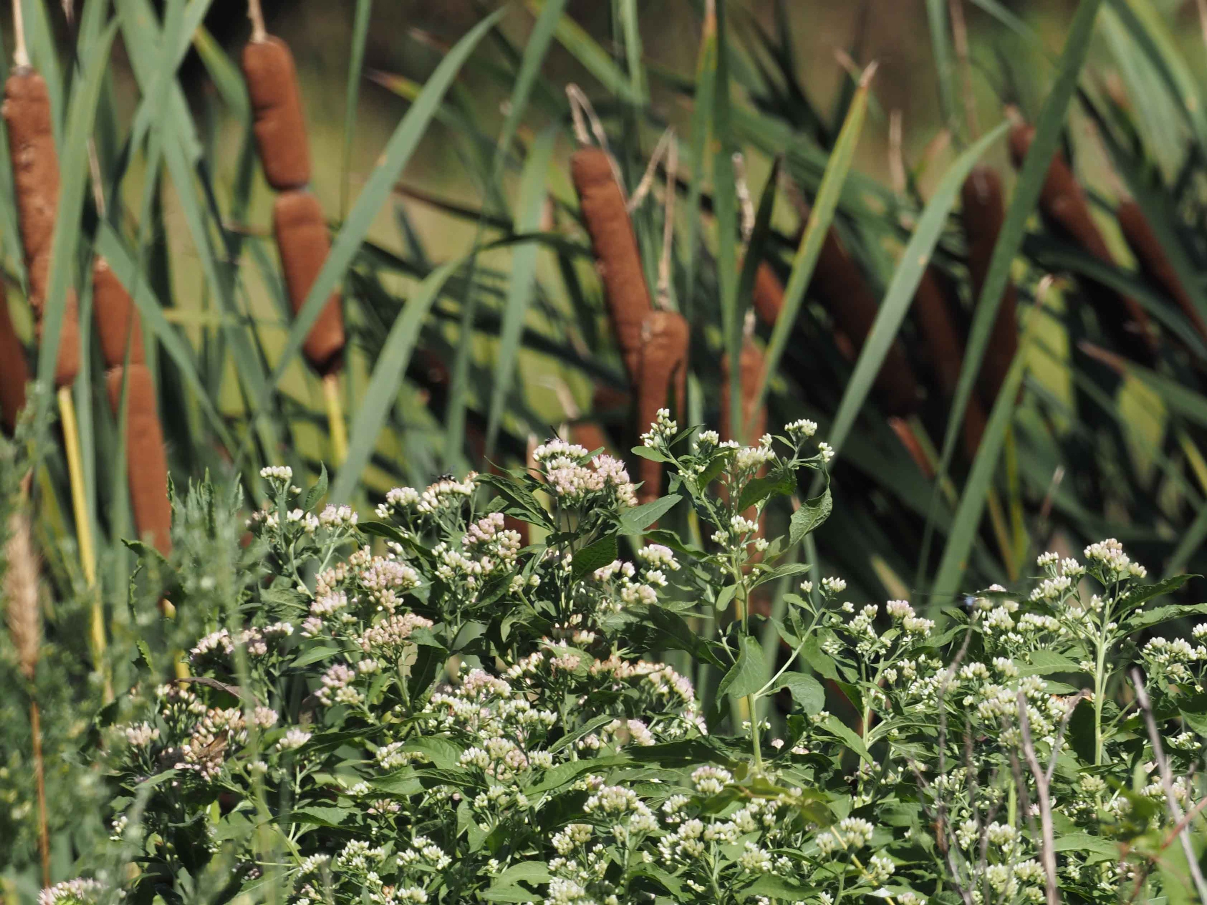 Camphor weed with Cattail