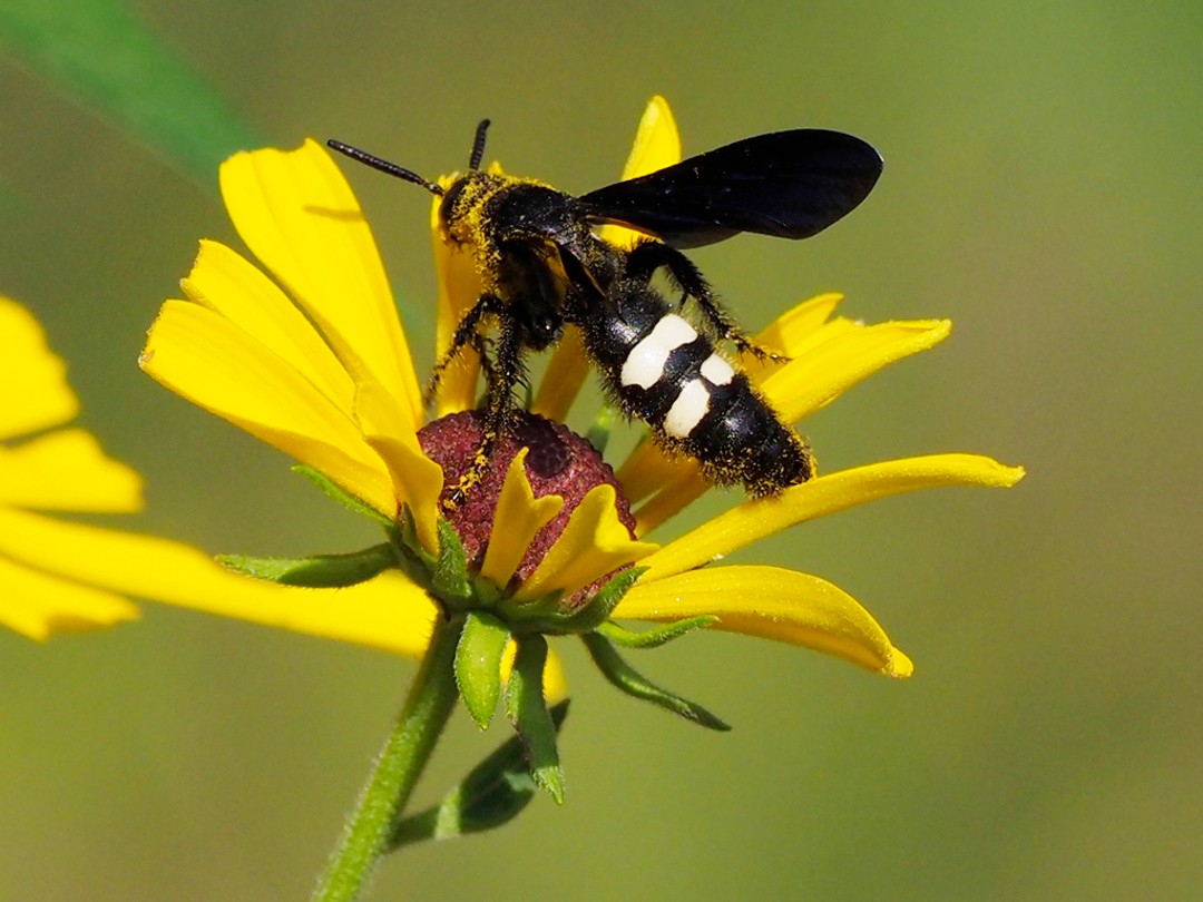Scoliid wasp