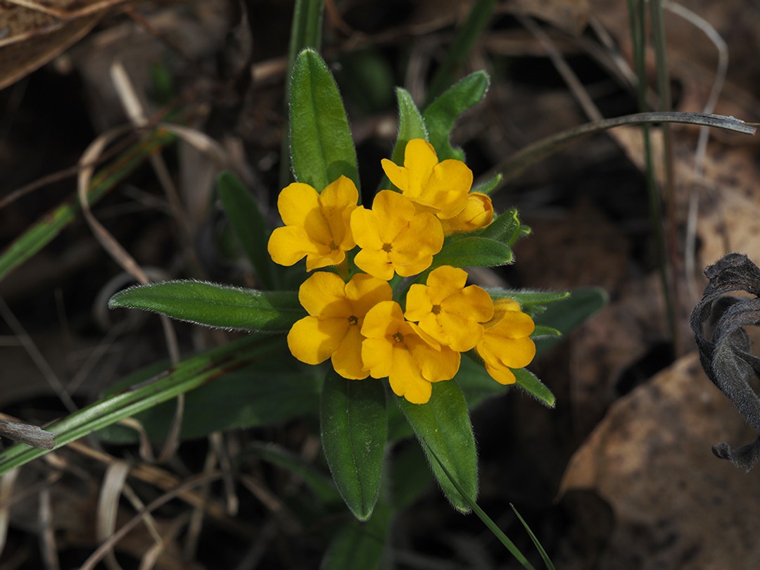 Hoary puccoon (Lithospermum canescens)