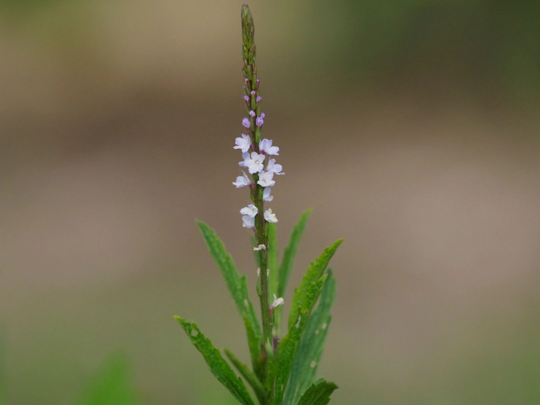 Flowering from base to tip