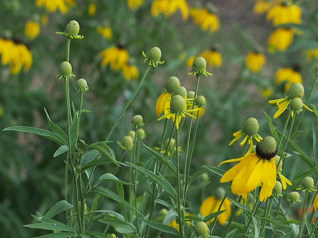 Buds and early flowers
