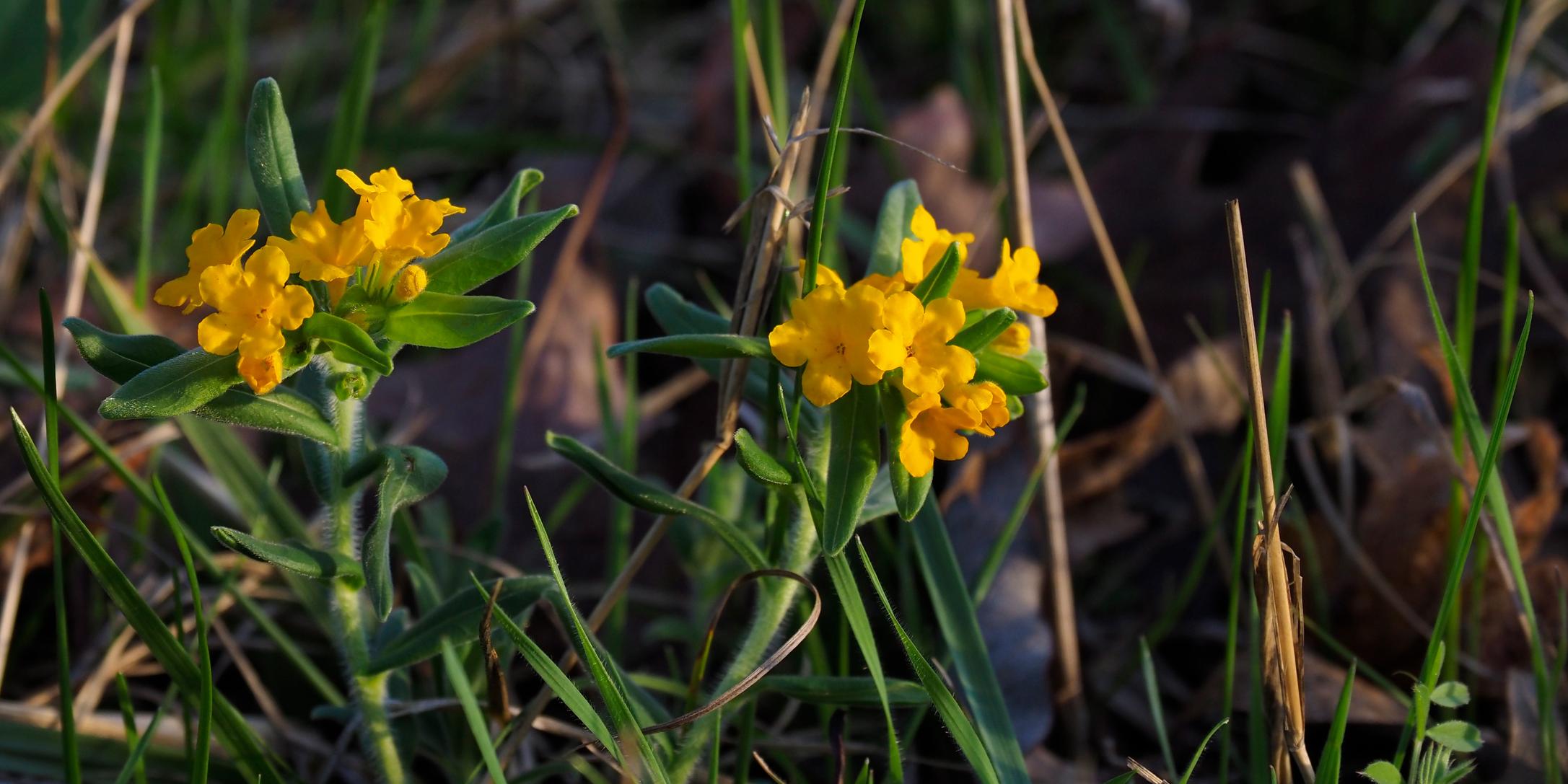 Yellow-orange flowers of Lithospermum canescens