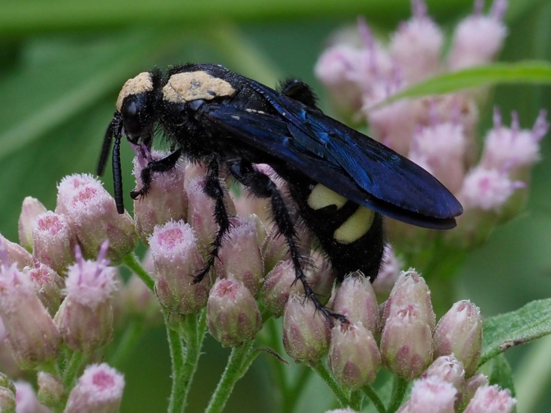 Double-banded Scoliid wasp