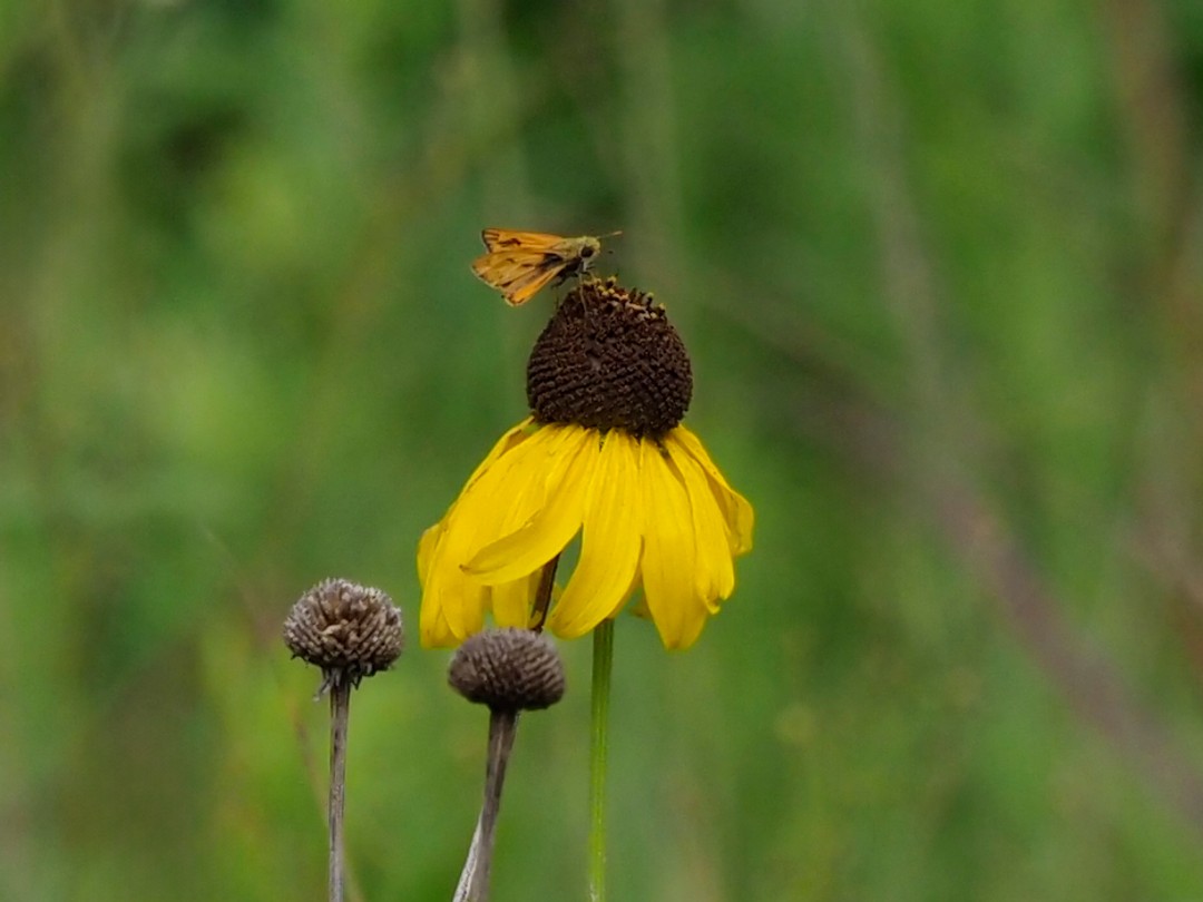 Fiery skipper