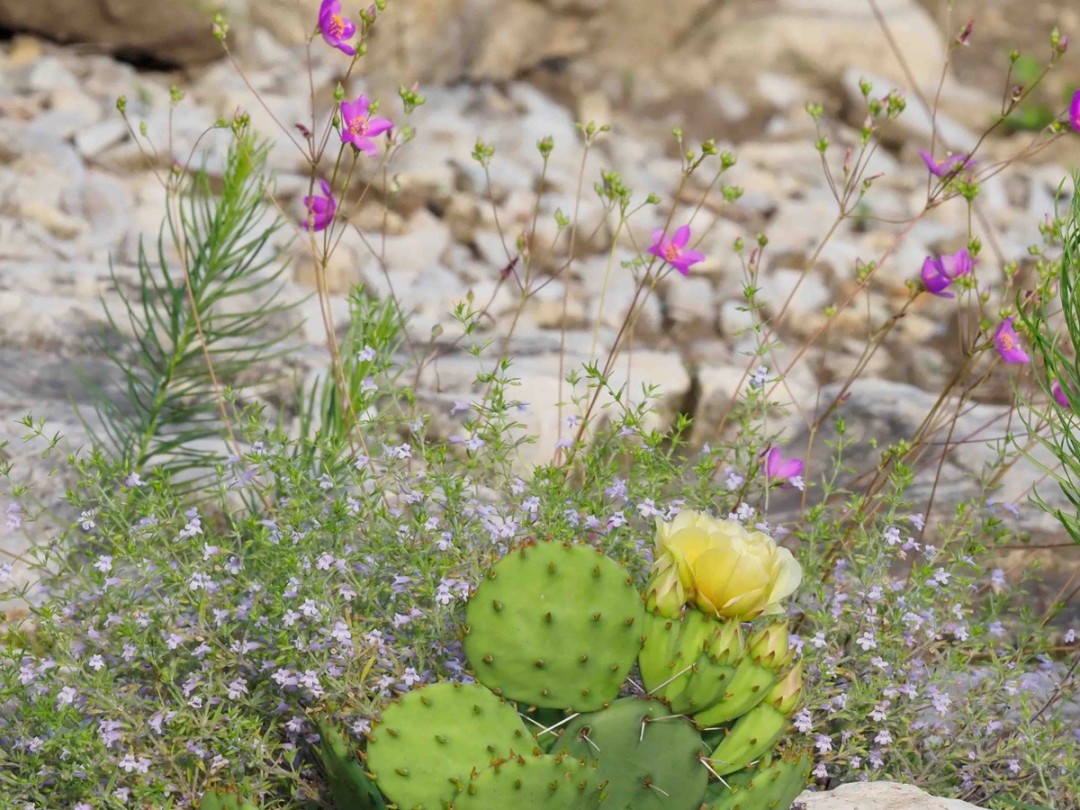 Rock garden with Opuntia and Ozark Calamint