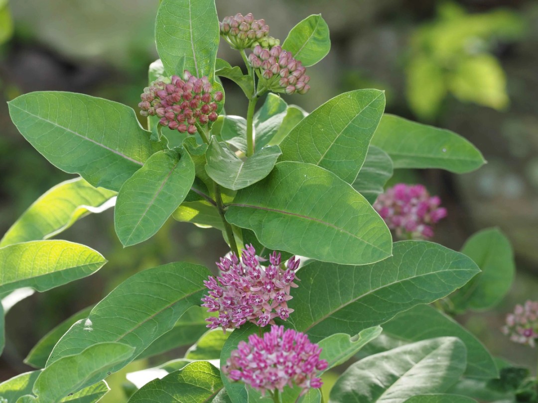 Flowers in various stages