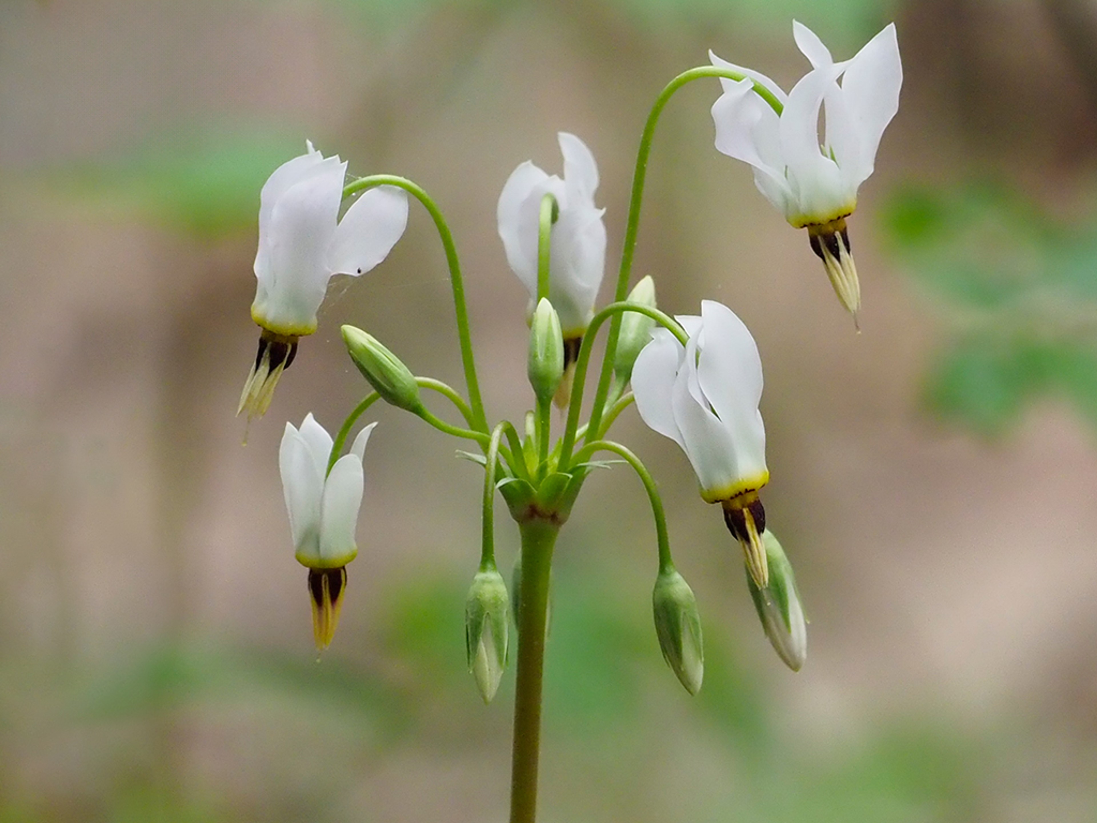Primula meadia