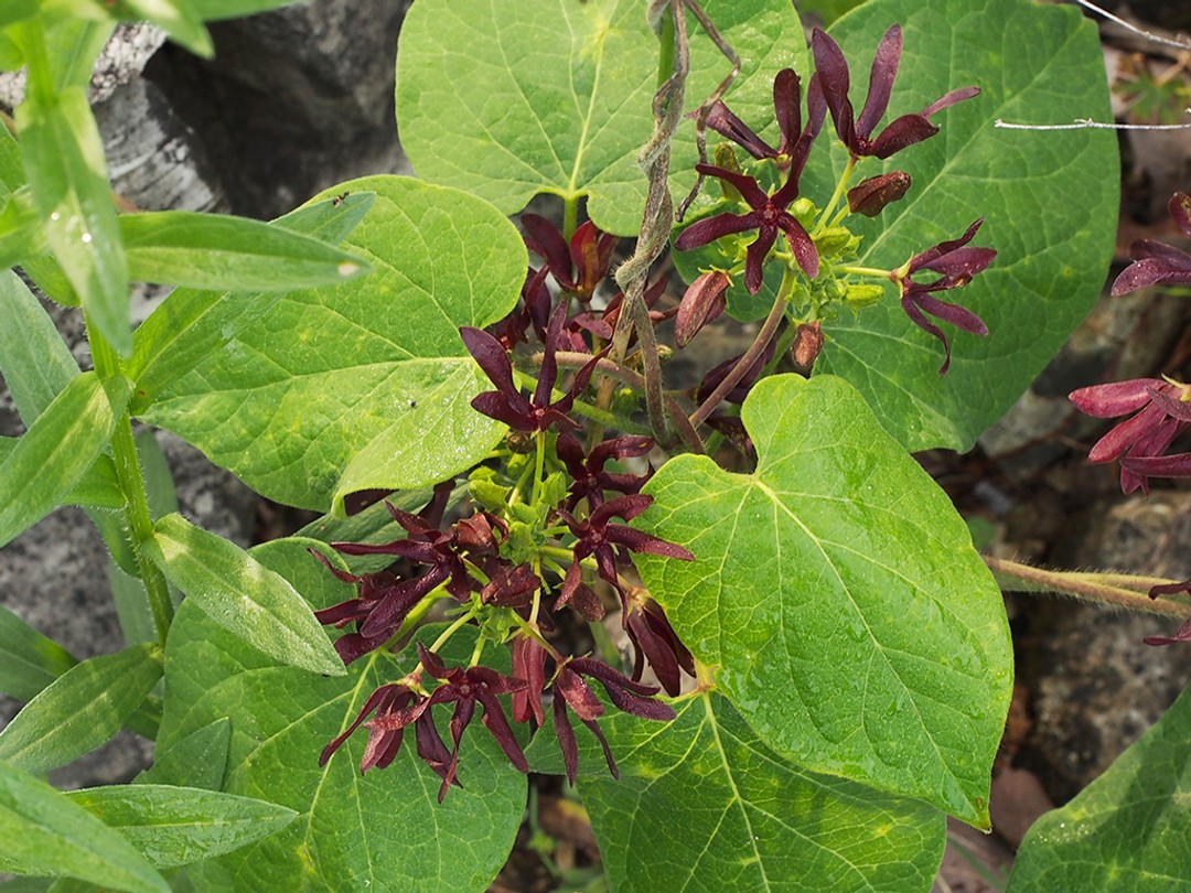 Climbing milkweed (Matelia decipiens)