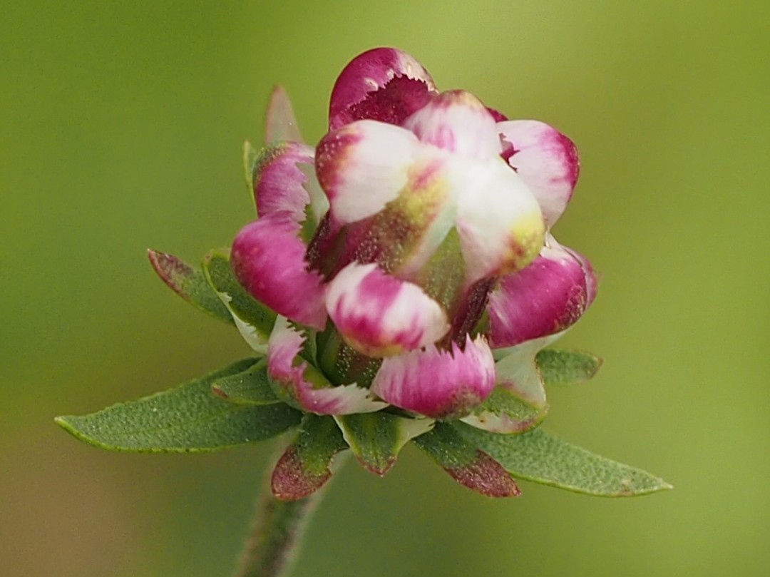 Bracts irregular margins