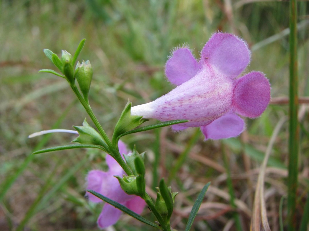 Externally the tube is lighter with 'freckles'