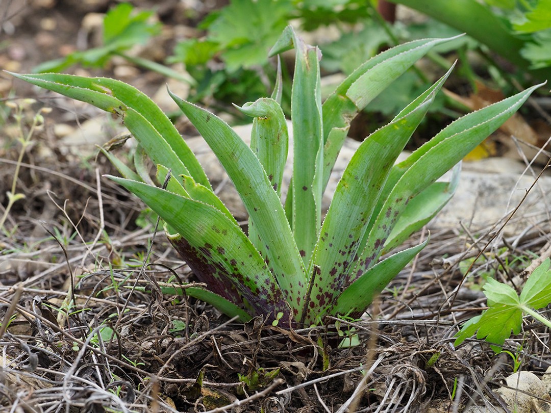 Green leaves with purple splotches