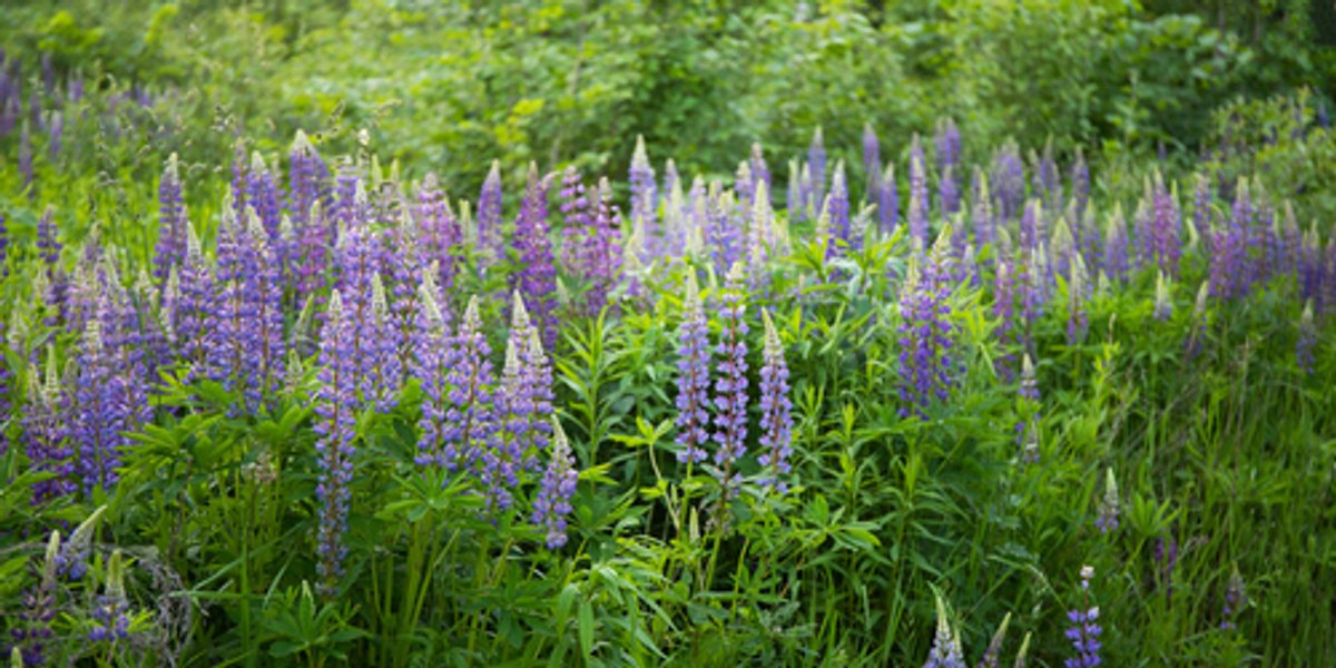 Nytt kurs: Fremmede arter og forurensede masser