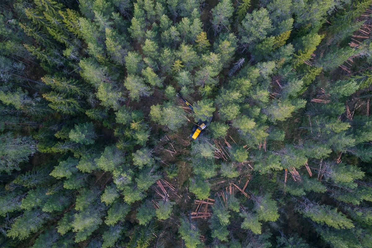 Thumbnail for article "Stor skogbrannfare"