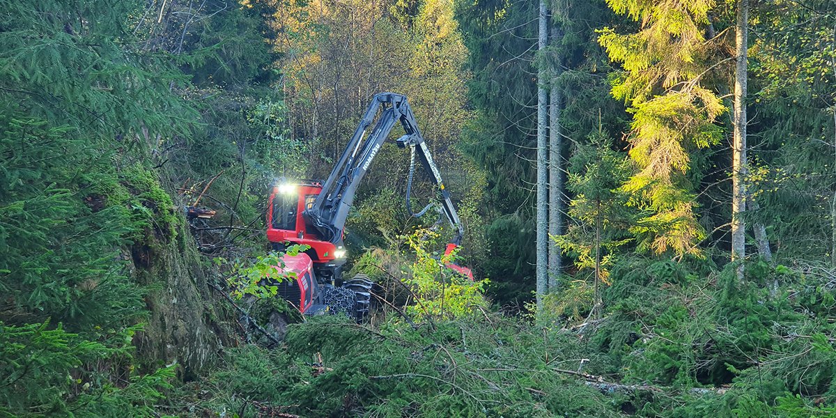 Fortsatt behov for støtte i skogen